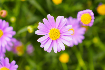 pink daisy flowers