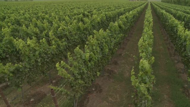 Pan Up Over A Monterey County Vineyard, California