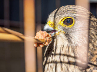 Close up Bird Portrait Saker Falcon, Falco cherrug, Common Kestrel, captured in cage.