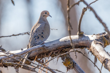 Mourning Dove #1