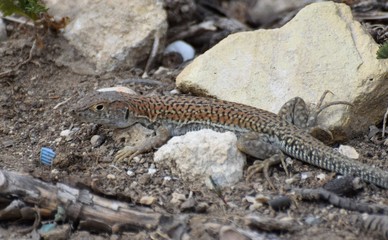 wild lizard North Cyprus
