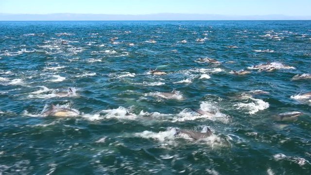 Thousands of dolphins migrate in a massive pod through the Channel Islands National Park near Santa Barbara California.
