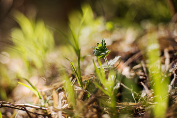 fresh green leaves