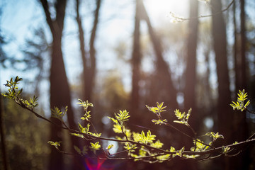 fresh green leaves