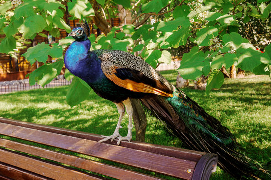 Fototapeta peacock in park