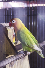 Lonely Bird Colorful