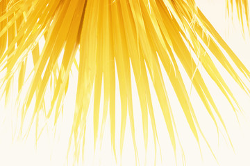  Palm Leaves Branches Sun Light Natural Background