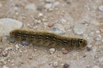 caterpillar on the garden