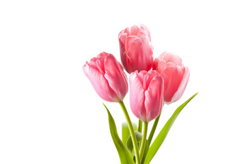 Beautiful pink tulips bouquet isolated on white background, floral wallpaper