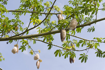 Kapok Tree