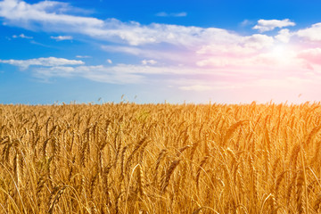 Golden field of wheat.