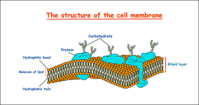 cell membrane structure on white background isolated. Education vector illustration