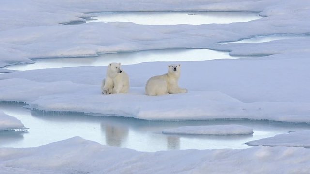 Two polar bear cubs sleeping on the sea ice off Baffin Island in Nunavut, Canada. 