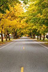 Obraz premium Autumn Tree Tunnel