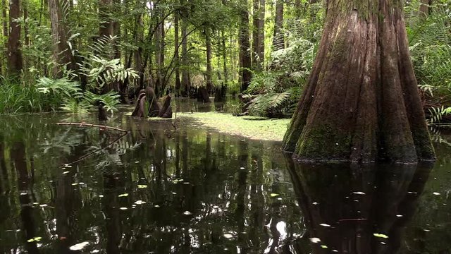An establishing shot of a cypress swamp in the Everglades, Florida.
