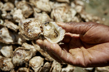 Austern auf einem Straßenstand in Manakara