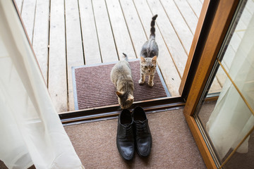 Black men's leather shoes are standing on the threshold. Two stray cats sniff men's shoes. Wedding...
