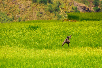 Naklejka premium Scarecrow in the middle of a field of rice