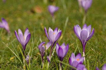 A mass of purple Dutch crocus flowers in early spring latin name Crocus vernus