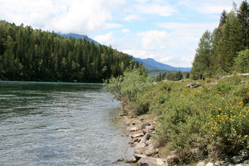 Fototapeta na wymiar August in the Altai Mountains, a clear sunny day on the banks of the Katun River.