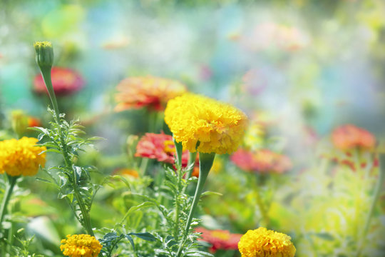 Beautiful spring landscape, yellow heads of flowers of marigolds on natural green background with selective focus. Light, natural, delicate, airy image with free space, concept and place for text.