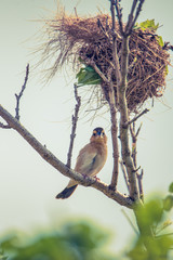 yellow oriole bird with nest on the branch of tree.