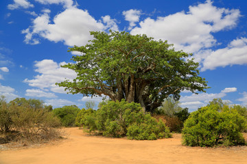 Grzewo, Baobab, Park Narodowy, RPA © Agnieszka