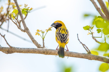 yellow oriole bird with nest on the branch of tree.
