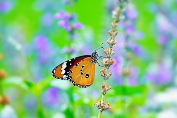 Beautiful thai butterfly