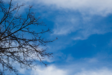 Tree and Sky