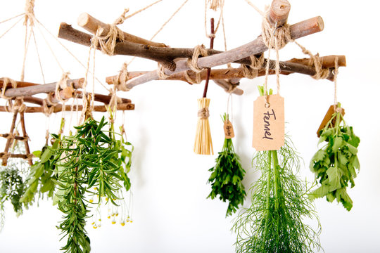 Fresh green Herbs hanging on Branch Herb Dryers with handwritten labels