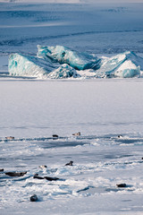 Obraz premium Gray seals relaxing and lying on ice sheet in the glacial lagoon Jokulsarlon in Iceland.