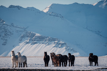 Fototapeta premium Typical Icelandic hairy horse grazing in snow blizzard. Iceland breed horse in wintertime in hard conditions snowy freezing winter at Iceland.