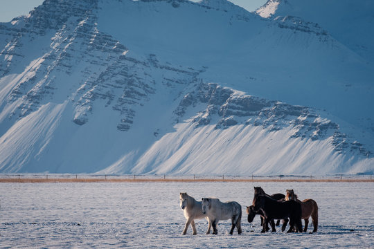 Typical Icelandic hairy horse grazing in snow blizzard. Iceland breed horse in wintertime in hard conditions snowy freezing winter at Iceland.