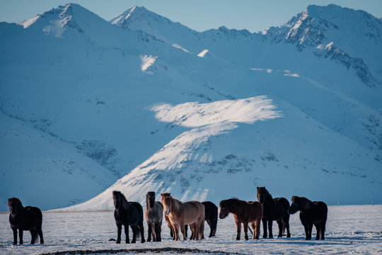 Typical Icelandic hairy horse grazing in snow blizzard. Iceland breed horse in wintertime in hard conditions snowy freezing winter at Iceland.
