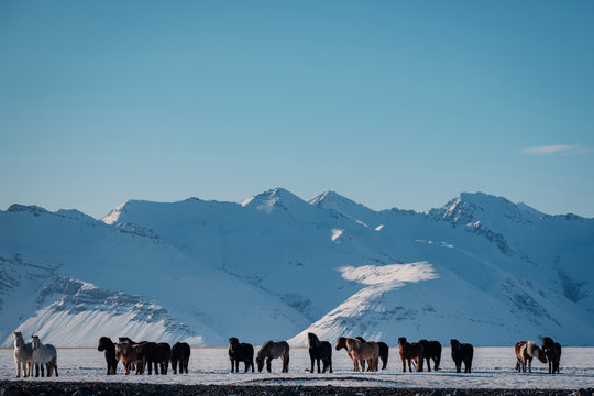 Typical Icelandic hairy horse grazing in snow blizzard. Iceland breed horse in wintertime in hard conditions snowy freezing winter at Iceland.