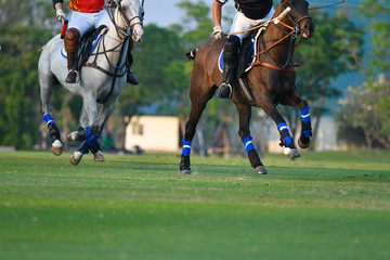 Horse polo are competing in the polo field.