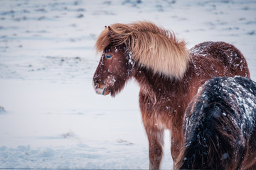 Fototapeta premium Typical Icelandic hairy horse grazing in snow blizzard. Iceland breed horse in wintertime in hard conditions snowy freezing winter at Iceland.