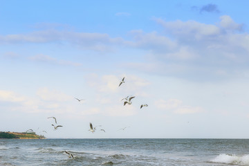 flock of seagulls whirling over the sea