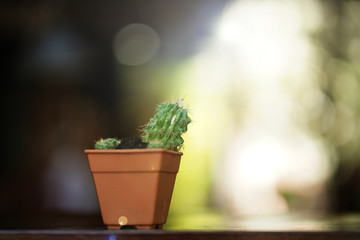 Cactus with blur background.
