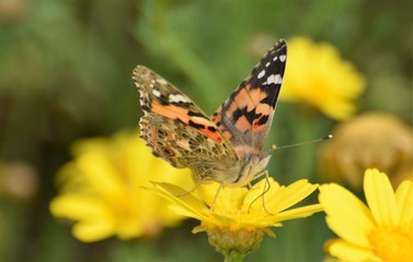 Summer butterfly Cyprus