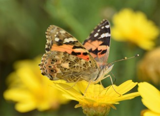 Summer butterfly Cyprus