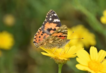 Fototapeta na wymiar Summer butterfly Cyprus