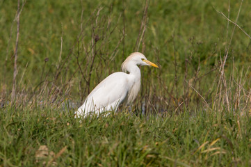 Fototapeta premium cattle egret