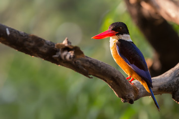 Black capped Kingfisher side view closeup.Red thick bills bird perching on branch over a pond at sunset with strong sunlight shining to its body , bokeh natural blurred background.