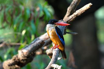 Black capped Kingfisher side view closeup..Red thick bills bird perching on branch over a pond  twisting head back with soft sunlight shining to its body ,  natural blurred background..