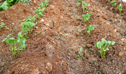 bean plant in organic soil in garde