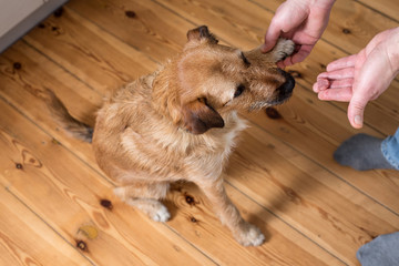 Dog paw and human hand, dog training
