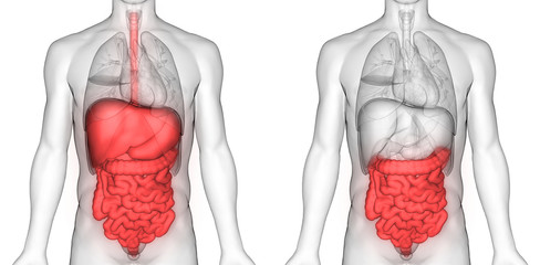 Human Digestive System Large and Small Intestine Anatomy