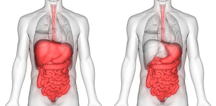 Human Digestive System Anatomy